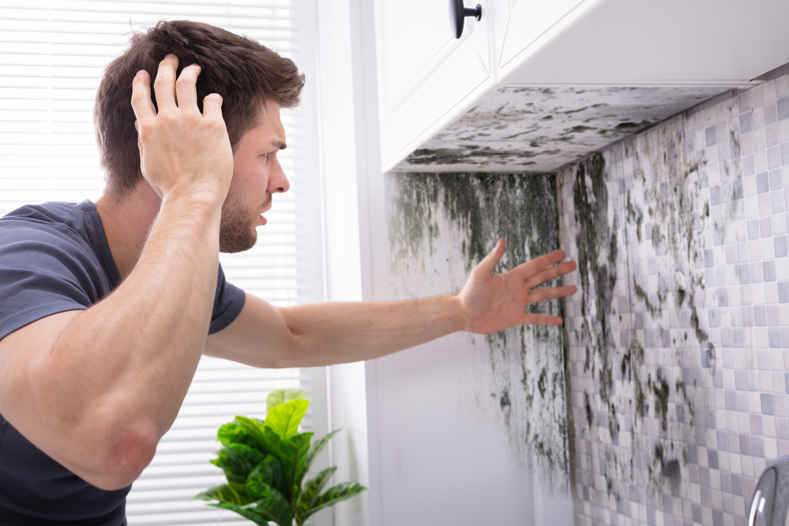 immagine di copertina articoli biohome